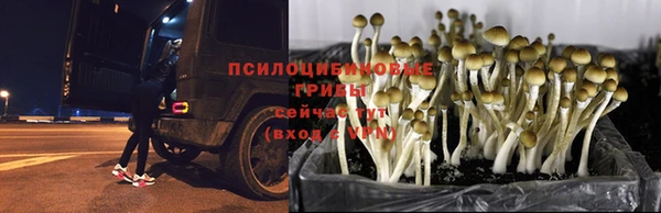 индика Алексин